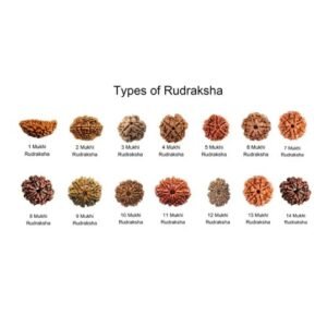 Mukhi Rudraksha