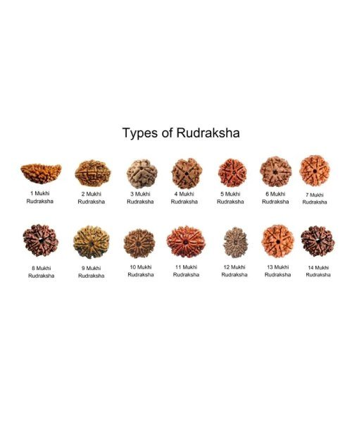Mukhi Rudraksha