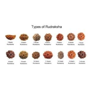 Rudraksha